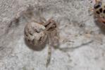  Theridion Walckenaer, 1805