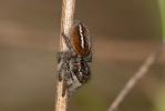 Saltique sanguinolent Philaeus chrysops (Poda, 1761)