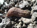 Testacelle commune Testacella haliotidea Draparnaud, 1801