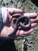  Lumbricus Linnaeus, 1758