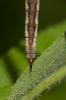  Pedicia rivosa (Linnaeus, 1758)