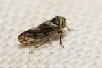  Oncopsis carpini (Sahlberg, 1871)