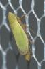  Arthaldeus striifrons (Kirschbaum, 1868)