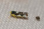  Eupteryx notata Curtis, 1837