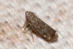  Jassargus obtusivalvis (Kirschbaum, 1868)