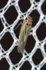  Hauptidia provincialis (Ribaut, 1931)