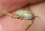  Piezodorus lituratus (Fabricius, 1794)