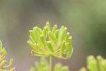 Thapsie Thapsia villosa L., 1753