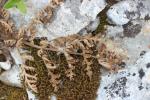 Thapsie Thapsia villosa L., 1753
