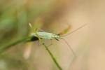 Punaise verte à antennes droites Megaloceroea recticornis (Geoffroy, 1785)
