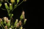  Scythris limbella (Fabricius, 1775)