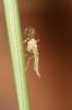 Chironomidés, Ver de vase (larve) Chironomidae Newman, 1834