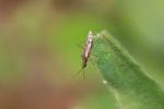  Dicyphus 