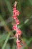 Aigremoine, Francormier Agrimonia eupatoria L., 1753