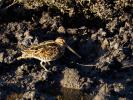 Bécassine des marais Gallinago gallinago (Linnaeus, 1758)