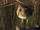 Bécassine des marais Gallinago gallinago (Linnaeus, 1758)
