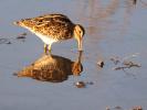 Bécassine des marais Gallinago gallinago (Linnaeus, 1758)