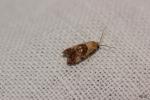  Cochylis millierana (Peyerimhoff, 1877)
