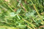 Trèfle brun Trifolium badium Schreb., 1804