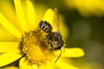  Osmia Panzer, 1806