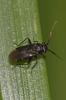 Pachytomella 