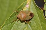 Punaise verte Palomena prasina (Linnaeus, 1760)