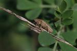 Punaise à tête allongée Aelia acuminata (Linnaeus, 1758)