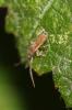  Entomobrya muscorum (Nicolet, 1842)