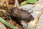 Capnode de l'Oseille Capnodis tenebricosa (Olivier, 1790)