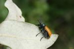  Labidostomis taxicornis (Fabricius, 1792)