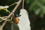  Labidostomis taxicornis (Fabricius, 1792)