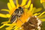  Megachile pilidens Alfken, 1924