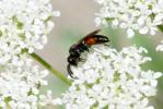  Sphecodes Latreille, 1804