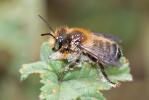  Megachile willughbiella (Kirby, 1802)