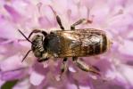  Lithurgus chrysurus Fonscolombe, 1834