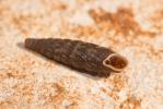 Clausilie commune Clausilia bidentata (Strøm, 1765)