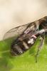  Halictidae Thomson, 1869