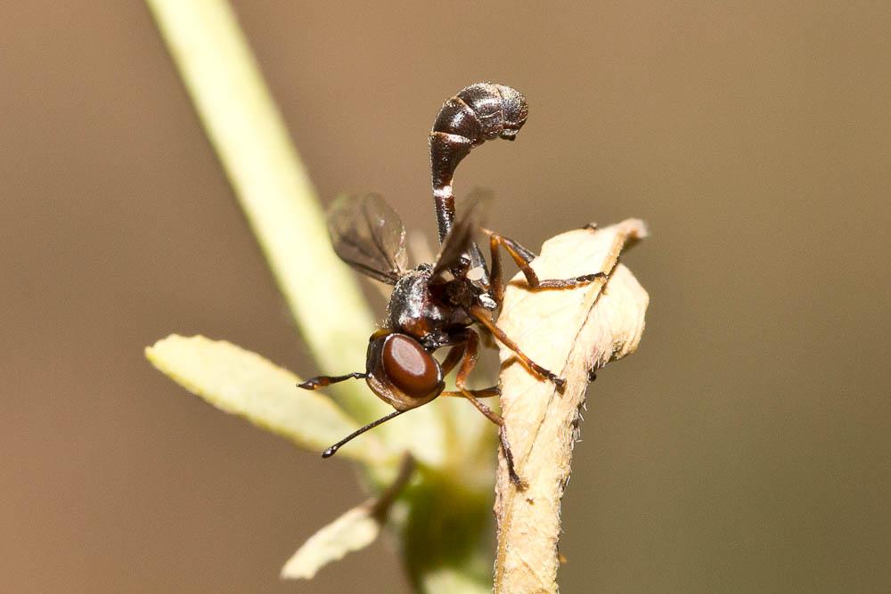Physocephala pusilla (Meigen, 1824)