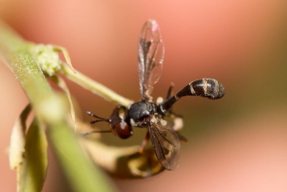  Physocephala pusilla (Meigen, 1824)