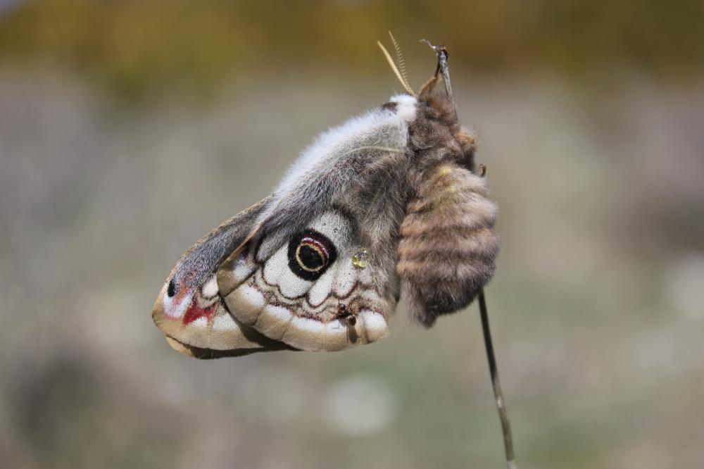Petit Paon de Nuit (Le) Saturnia pavonia (Linnaeus, 1758)