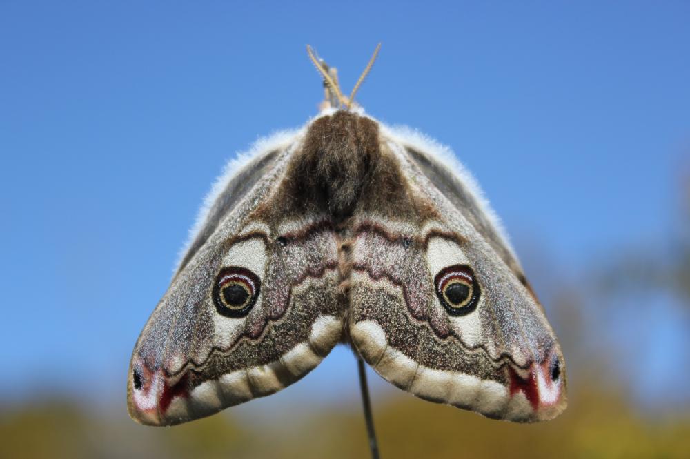 Petit Paon de Nuit (Le) Saturnia pavonia (Linnaeus, 1758)