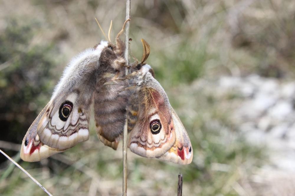 Petit Paon de Nuit (Le) Saturnia pavonia (Linnaeus, 1758)