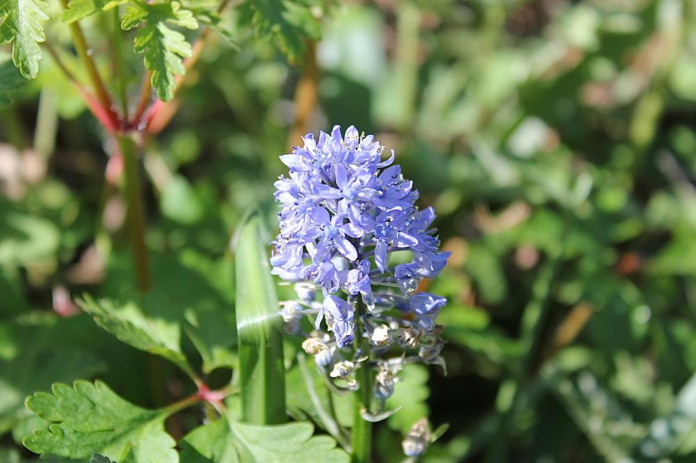 Scille d'Italie Hyacinthoides italica (L.) Rothm., 1944