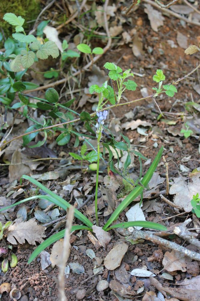 Scille d'Italie Hyacinthoides italica (L.) Rothm., 1944