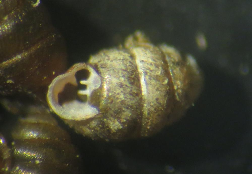 Vertigo étroit Vertigo angustior Jeffreys, 1830