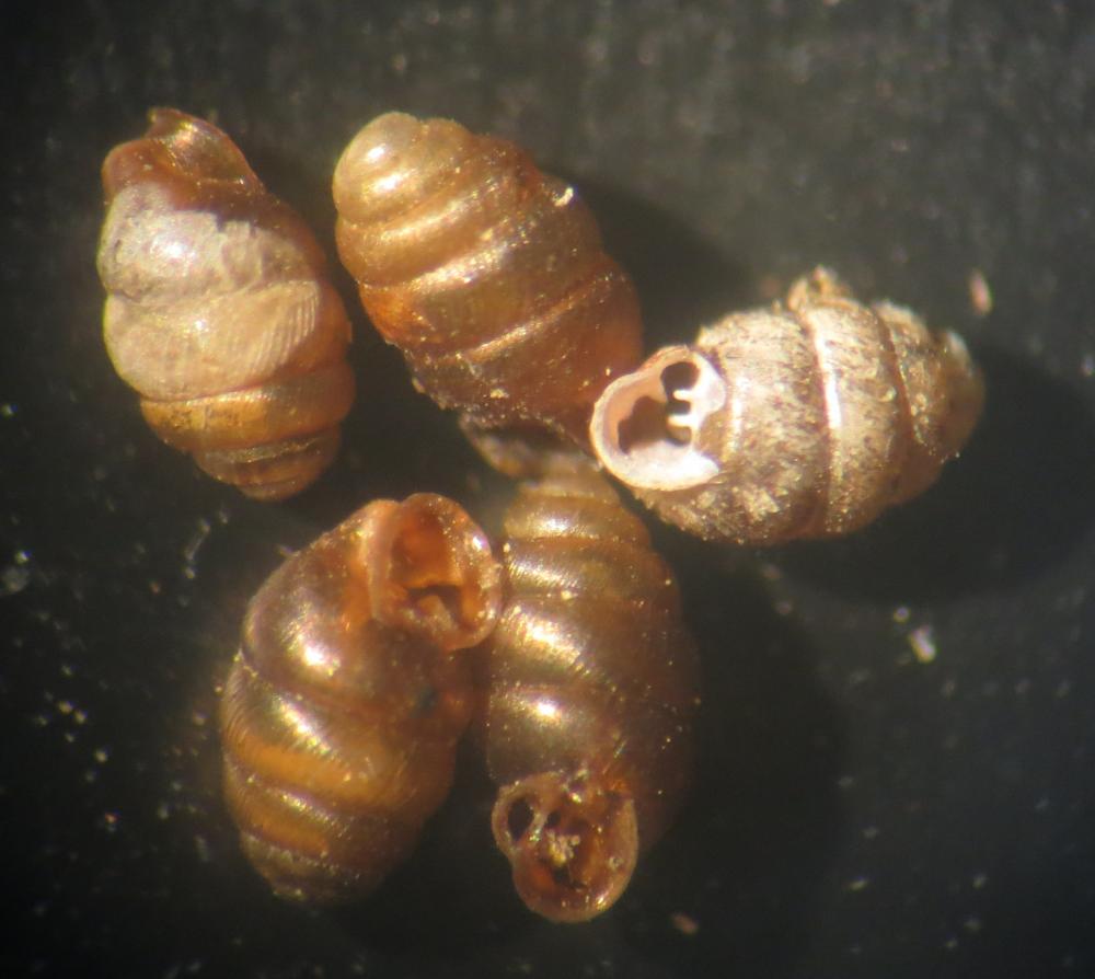 Vertigo étroit Vertigo angustior Jeffreys, 1830