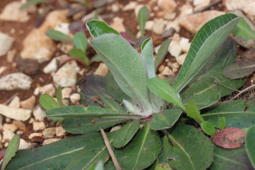 Piloselle Pilosella officinarum F.W.Schultz & Sch.Bip., 1862