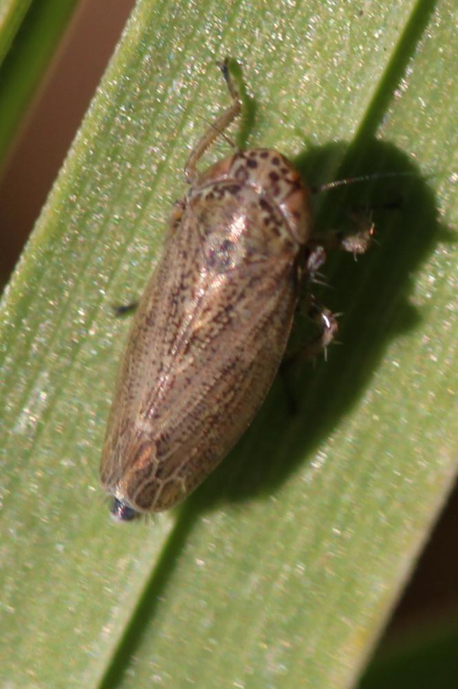 Euscelis ohausi Wagner, 1939