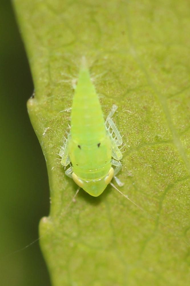  Synophropsis lauri (Horváth, 1897)