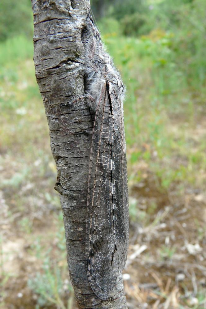  Acanthaclisis occitanica (Villers, 1789)